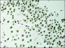 Histone H3 Antibody - BSA Free, Novus Biologicals 0.025mL:Antibodies, Polyclonal